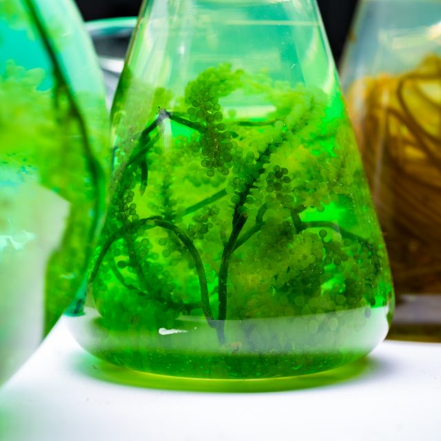 green alga laboratory research, alternative biofuel energy technology, biotechnology concept