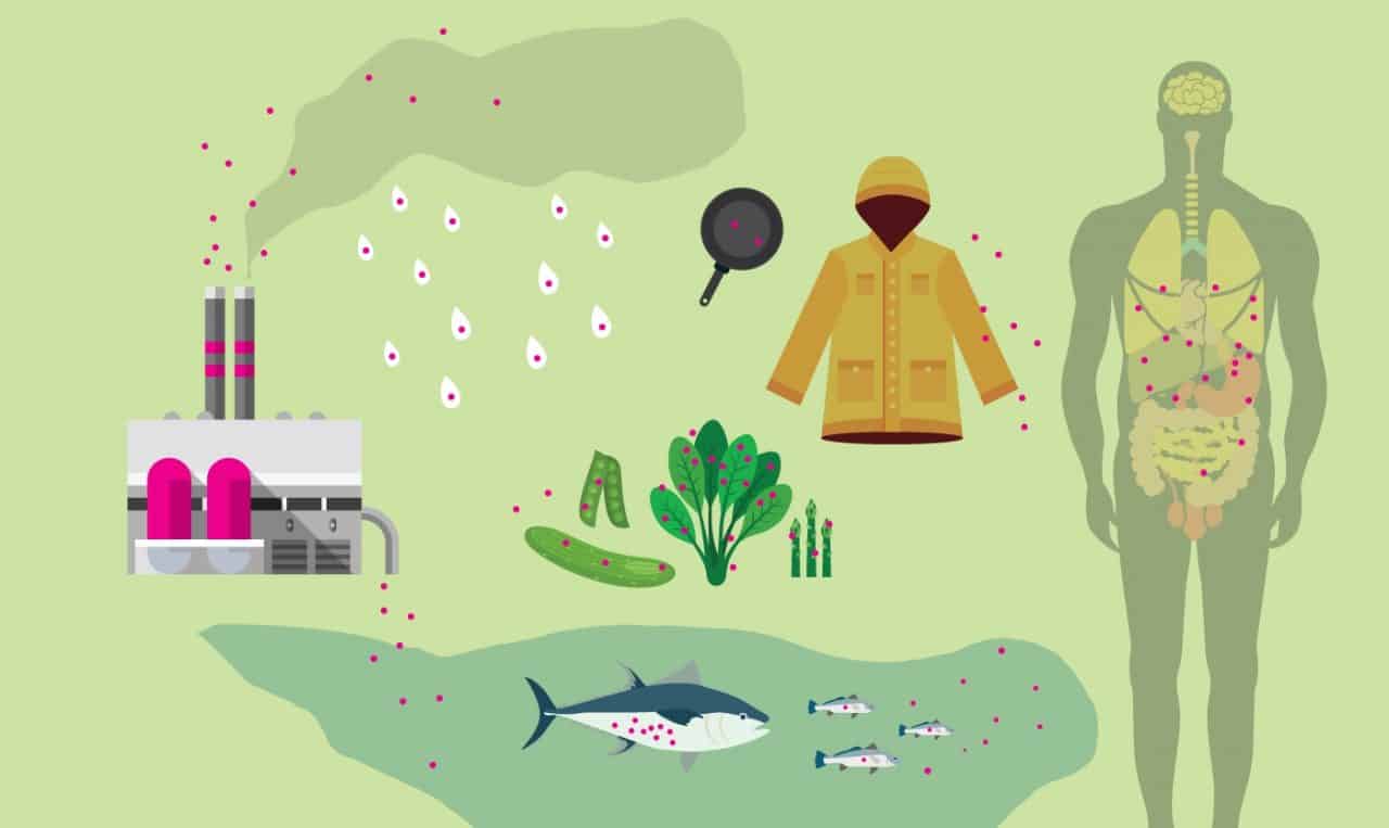 An illustration showing PFAS in a factory, a raincoat and a frying pan washing out into a lake, getting inside the fish and being ingested by people