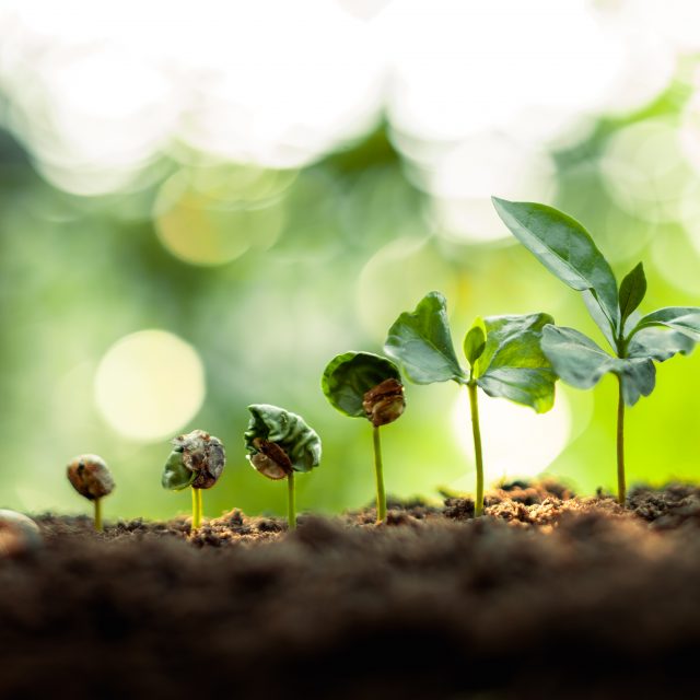 Growth Trees concept Coffee bean seedlings nature background