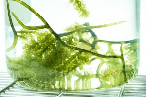 Photobioreactor in medical science laboratory algae fuel biofuel industry, nature algal research, energy and healthcare treatment biotechnology, coronavirus covid-19 vaccine, eco living sustainable