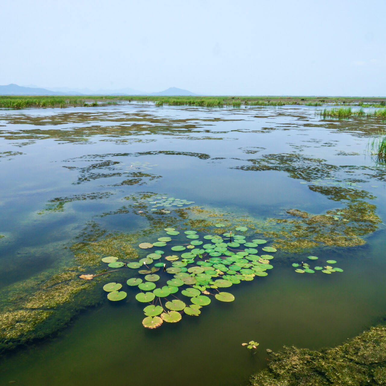Wetland China