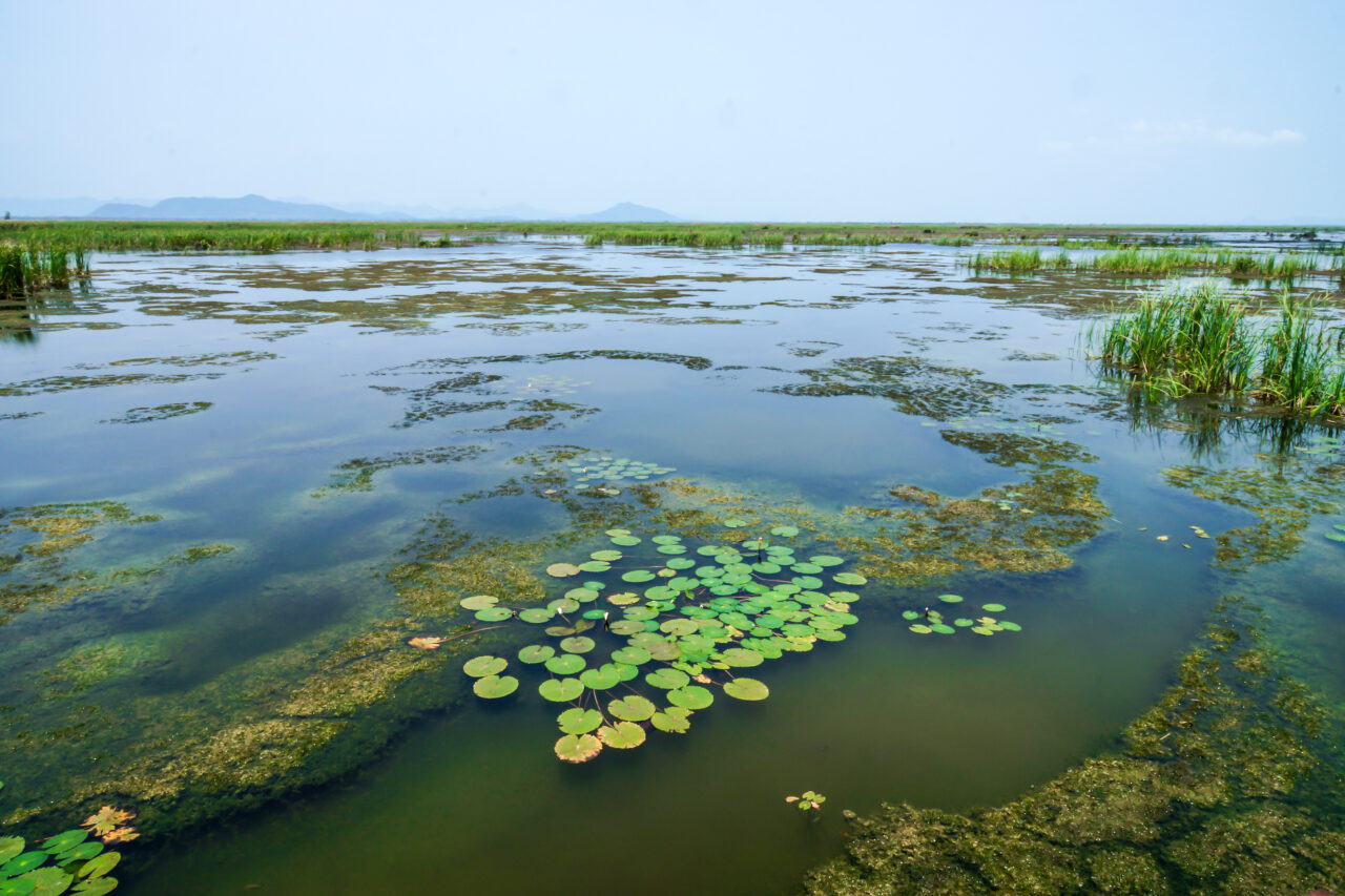Wetland China