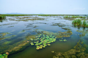 Wetland China