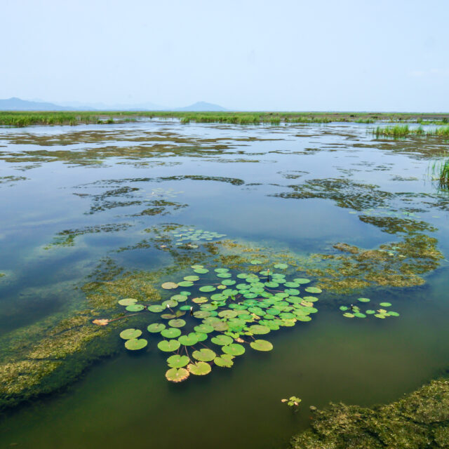 Wetland China